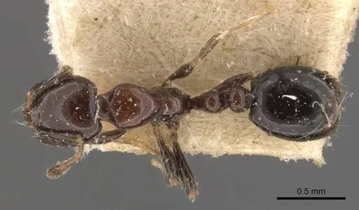Solenopsis hayemi specimen CASENT0908836 image casent0908836_1