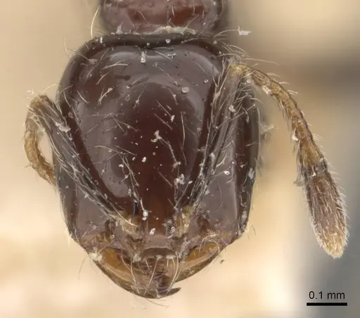 Solenopsis hayemi specimen CASENT0908836 image casent0908836_2