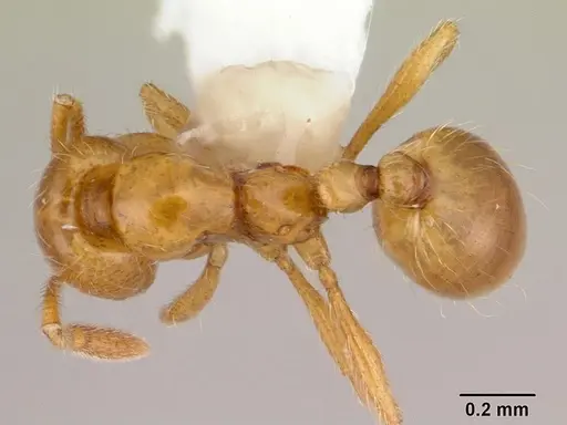 Solenopsis helena specimen CASENT0178146 image casent0178146_1