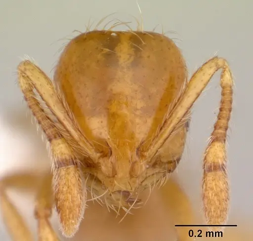Solenopsis helena specimen CASENT0178146 image casent0178146_2