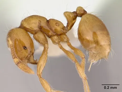 Solenopsis helena specimen CASENT0178146 image casent0178146_3