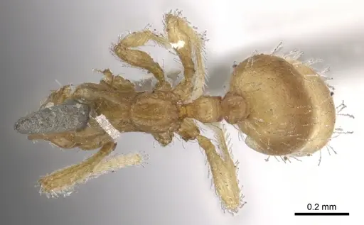 Solenopsis helena specimen CASENT0902339 image casent0902339_1