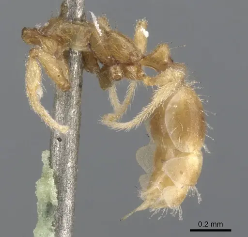 Solenopsis helena specimen CASENT0902339 image casent0902339_2