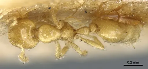 Solenopsis helena specimen CASENT0904630 image casent0904630_1