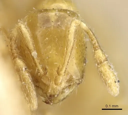 Solenopsis helena specimen CASENT0904630 image casent0904630_2