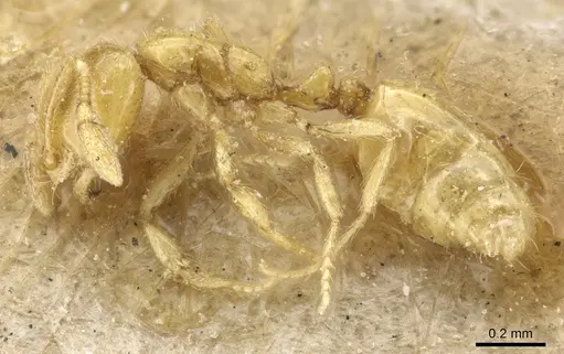 Solenopsis helena specimen CASENT0904630 image casent0904630_3