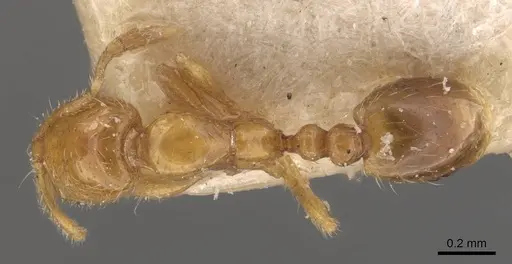 Solenopsis helena specimen CASENT0908835 image casent0908835_1