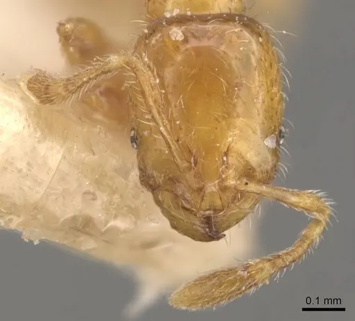 Solenopsis helena specimen CASENT0908835 image casent0908835_2