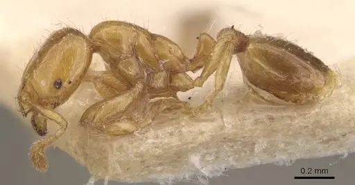 Solenopsis helena specimen CASENT0908835 image casent0908835_3