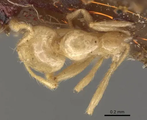 Solenopsis helena specimen CASENT0908848 image casent0908848_1