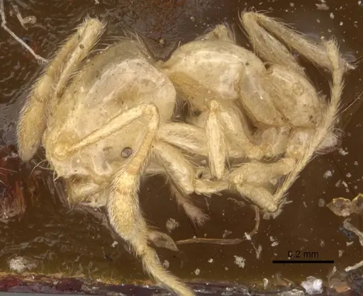 Solenopsis helena specimen CASENT0908848 image casent0908848_4