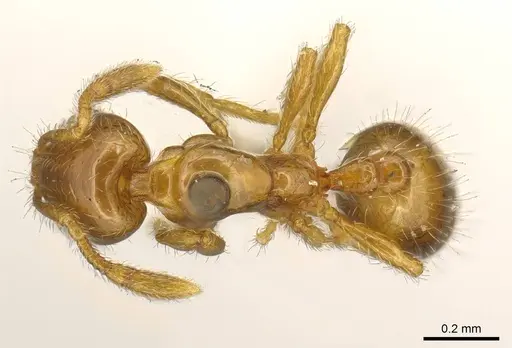 Solenopsis helena specimen CASENT0916024 image casent0916024_1
