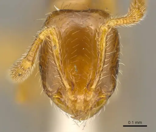 Solenopsis helena specimen CASENT0916024 image casent0916024_2