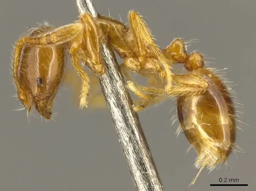Solenopsis helena specimen CASENT0916024 image casent0916024_3