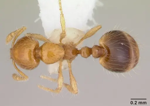 Solenopsis iheringi specimen CASENT0178133 image casent0178133_1