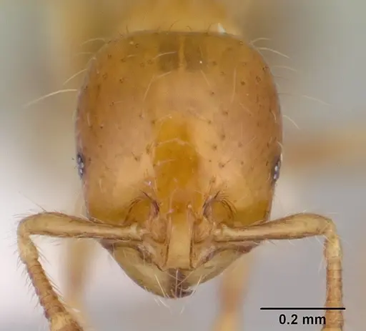 Solenopsis iheringi specimen CASENT0178133 image casent0178133_2