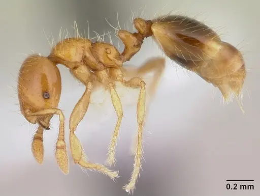 Solenopsis iheringi specimen CASENT0178133 image casent0178133_3