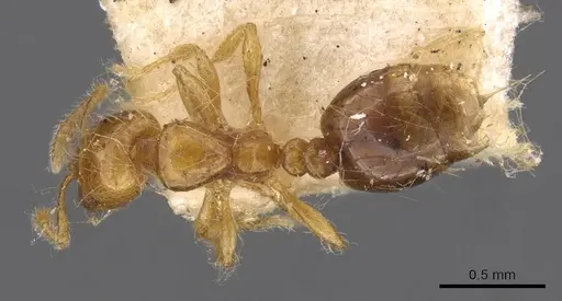 Solenopsis iheringi specimen CASENT0908796 image casent0908796_1