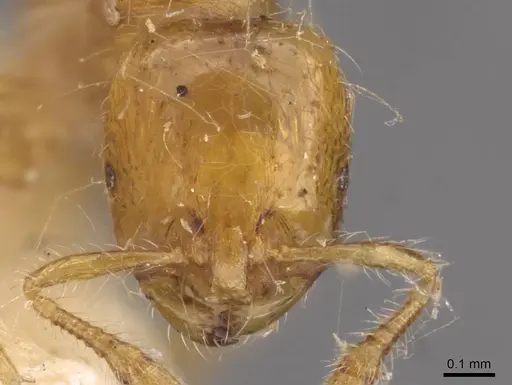 Solenopsis iheringi specimen CASENT0908796 image casent0908796_2