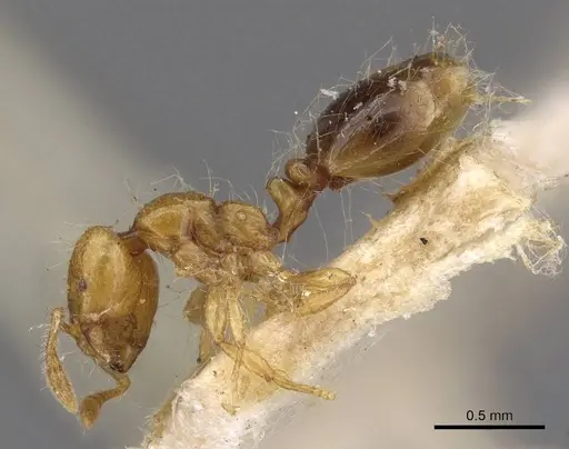 Solenopsis iheringi specimen CASENT0908796 image casent0908796_3
