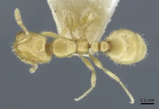 Solenopsis ilinei specimen CASENT0917008 image casent0917008_1