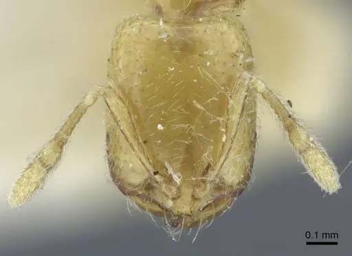 Solenopsis ilinei specimen CASENT0917008 image casent0917008_2