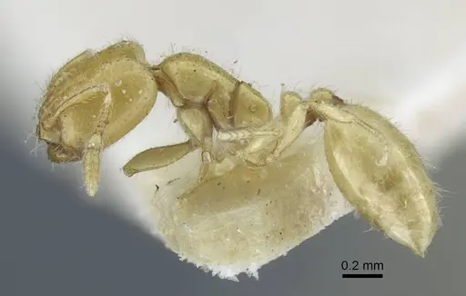 Solenopsis ilinei specimen CASENT0917008 image casent0917008_3