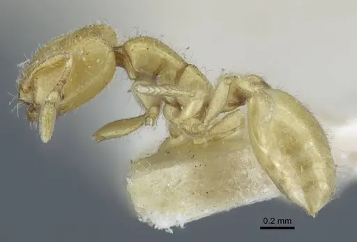 Solenopsis ilinei specimen CASENT0917008 image casent0917008_4
