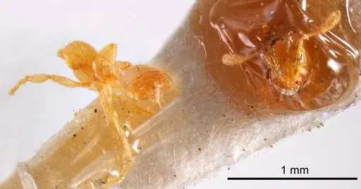 Solenopsis insculpta specimen ANTWEB1008323 image antweb1008323_1