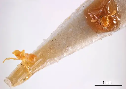 Solenopsis insculpta specimen ANTWEB1008323 image antweb1008323_2