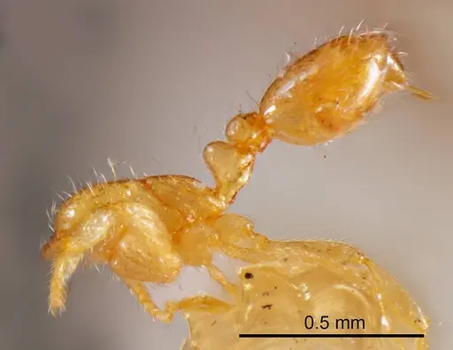 Solenopsis insculpta specimen ANTWEB1008323 image antweb1008323_3