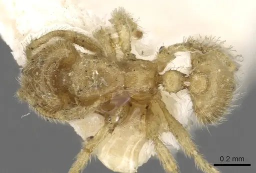 Solenopsis insinuans specimen CASENT0902361 image casent0902361_1