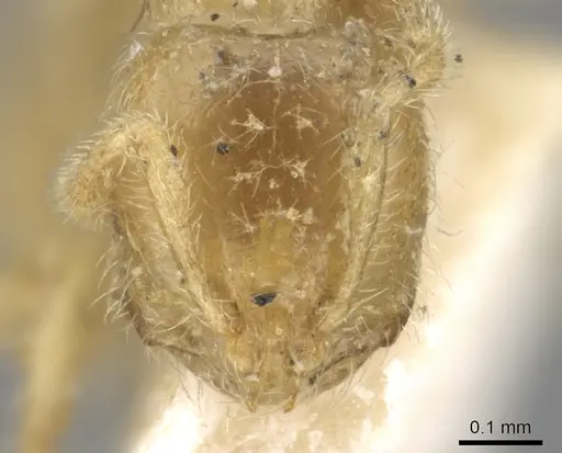 Solenopsis insinuans specimen CASENT0902361 image casent0902361_2