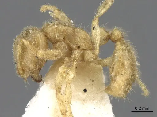 Solenopsis insinuans specimen CASENT0902361 image casent0902361_3