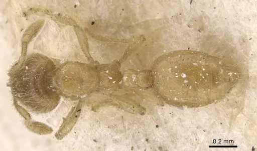 Solenopsis insinuans specimen CASENT0913899 image casent0913899_1