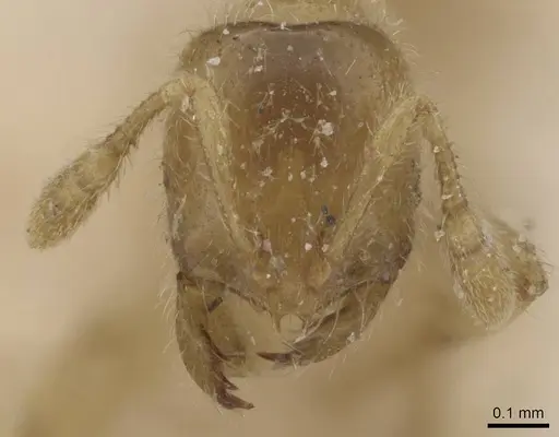 Solenopsis insinuans specimen CASENT0913899 image casent0913899_2