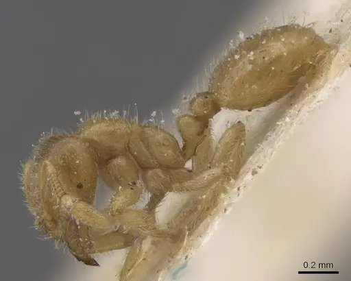 Solenopsis insinuans specimen CASENT0913899 image casent0913899_3