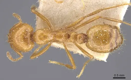 Solenopsis interrupta specimen CASENT0913900 image casent0913900_1