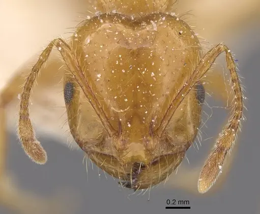 Solenopsis interrupta specimen CASENT0913900 image casent0913900_2