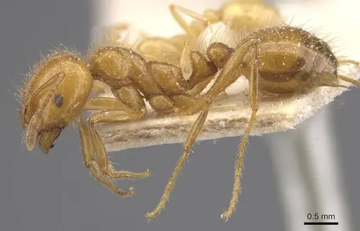 Solenopsis interrupta specimen CASENT0913900 image casent0913900_3