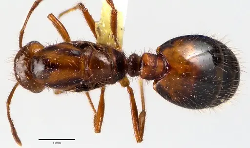 Solenopsis invicta specimen ANTWEB1041647 image antweb1041647_1