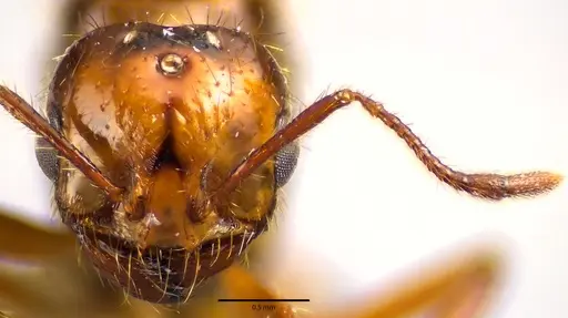 Solenopsis invicta specimen ANTWEB1041647 image antweb1041647_2