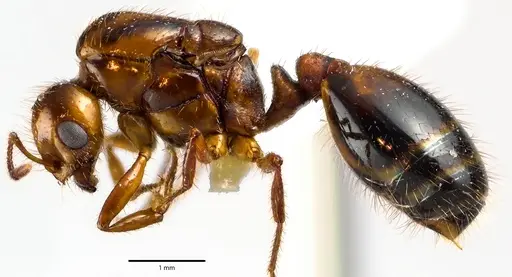 Solenopsis invicta specimen ANTWEB1041647 image antweb1041647_3