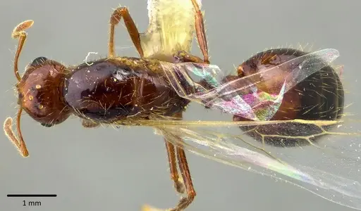 Solenopsis invicta specimen ANTWEB1041746 image antweb1041746_1