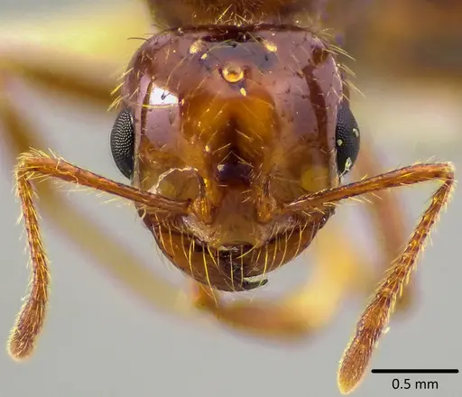 Solenopsis invicta specimen ANTWEB1041746 image antweb1041746_2