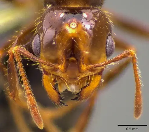 Solenopsis invicta specimen ANTWEB1041791 image antweb1041791_2