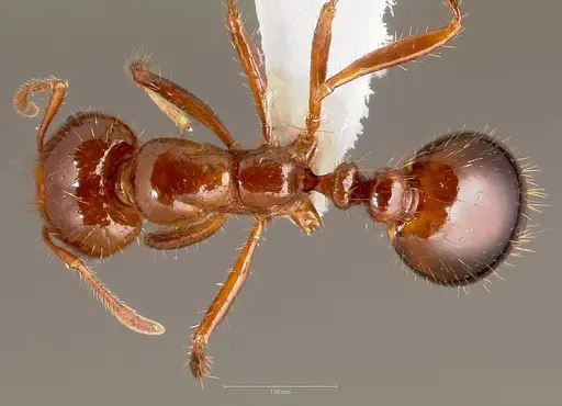 Solenopsis invicta specimen CASENT0005804 image casent0005804_1