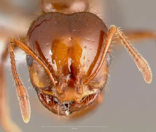 Solenopsis invicta specimen CASENT0005804 image casent0005804_2