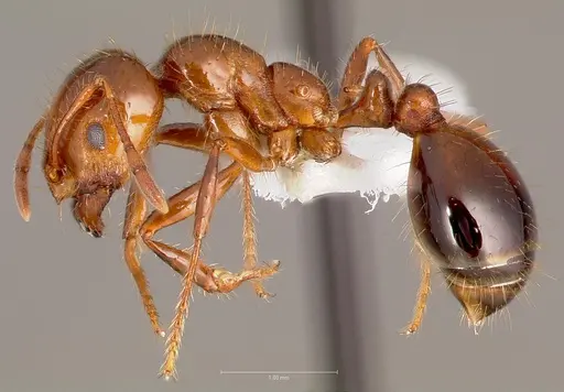 Solenopsis invicta specimen CASENT0005804 image casent0005804_3