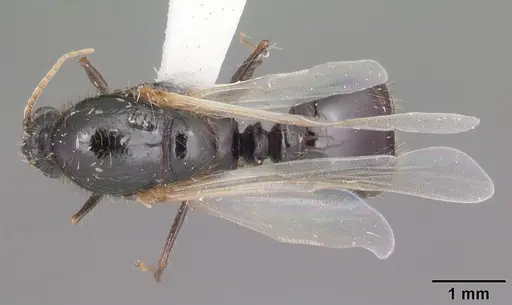 Solenopsis invicta specimen CASENT0104503 image casent0104503_1
